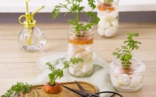 水培绿萝如何改土养？