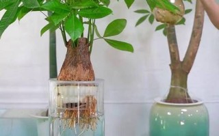 水培小发财树能活几年？