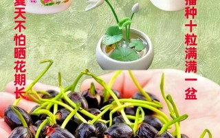 哪些种子既能水培又能土种？