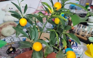 金桔盆栽如何延长挂果期？