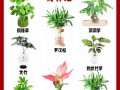 水培植物如何成功转土培？