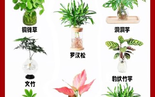 水培植物如何成功转土培？