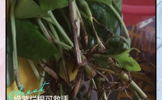 水培绿萝根变黑咋办？