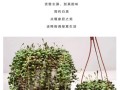 像佛珠的多肉植物叫什么？