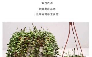 像佛珠的多肉植物叫什么？