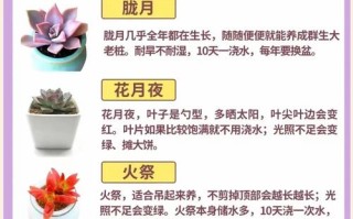 多肉植物养护有哪些关键技巧？