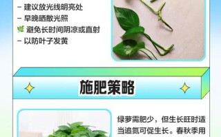 水培绿萝转土培，如何避免烂根？