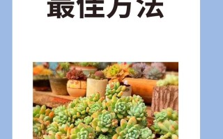 冬天多肉根部消毒的正确方法是什么？