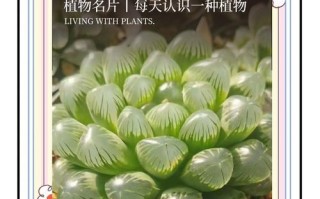 冰灯玉露为何会变蓝红？色彩奥秘何在？