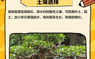 盆栽榕树长太高怎么办