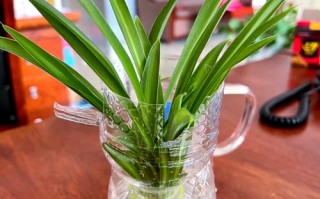 水培吊兰长根后如何转土培？