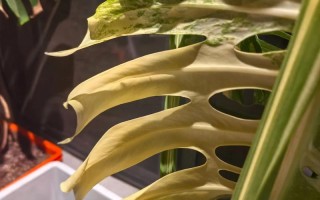 盆栽叶子内卷是缺水还是缺光？