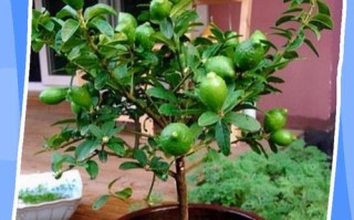 盆栽柠檬该用怎样的盆