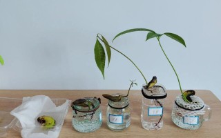 北方盆栽芒果如何安全过冬？