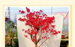 红枫盆栽适合家中养护吗？