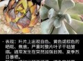 多肉叶子不展开怎么办？