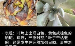 多肉叶子不展开怎么办？