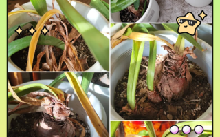 盆栽朱顶红冬天怎么养护？