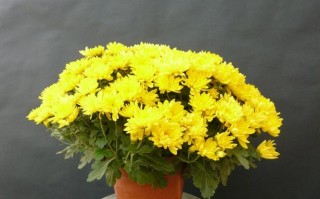 草花菊花盆栽图片有哪些品种？