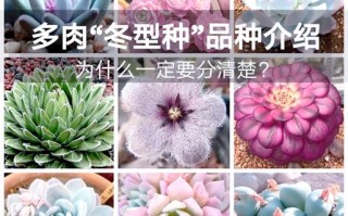 多肉植物常见种类有哪些？