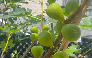 盆栽无花果秋天叶子会落吗？