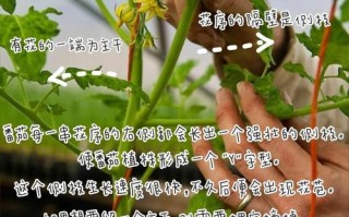 盆栽番茄何时打侧枝最合适？
