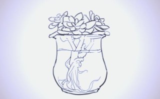 多肉植物也可以水培吗