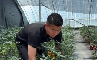 盆栽蔬菜产销如何协同突破？