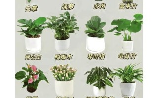盆栽小植物有哪些常见品种？