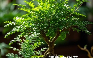 清香木盆栽真能驱蚊吗？