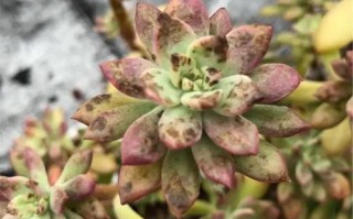 多肉夏天叶子不饱满还小？缺光还是烂根了？