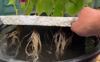 水培三角梅新根怎么养护才健壮？
