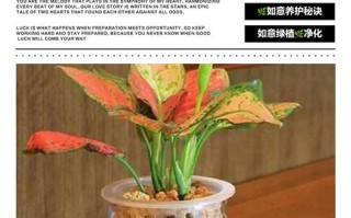 如意水培换水周期是多久？