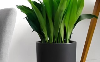 哪些盆栽既好看又耐寒？