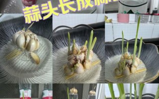 大蒜盆栽怎么种？图片步骤详解来了！