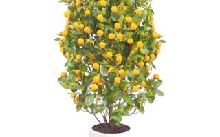 野生小金桔盆栽怎么养？