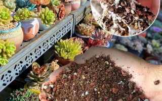多肉颗粒土掺沙子比例多少合适？