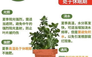 长寿花几月进入休眠期？