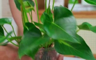 粉掌土培改水培必须剪根吗？