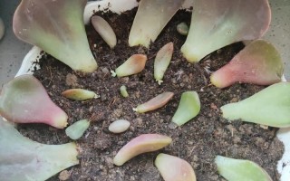 上海多肉叶子发芽，有哪些秘诀？