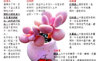 秋季多肉怎么养才饱满？