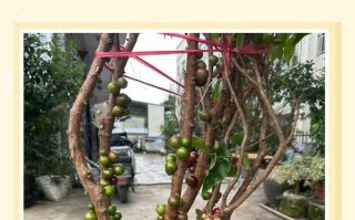 盆栽果树栽培方法有哪些关键要点？