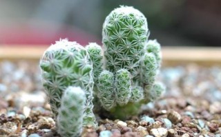 白鸟多肉有何独特价值与养护妙用？