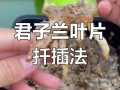 水培小君子兰怎么快速生根？