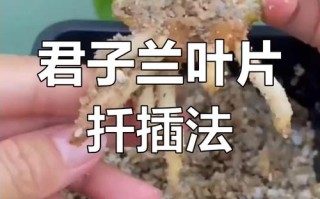 水培小君子兰怎么快速生根？