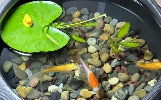 水培植物里能养小鱼吗？