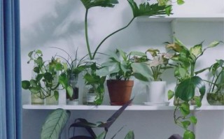 阳面卧室适合养哪些盆栽？