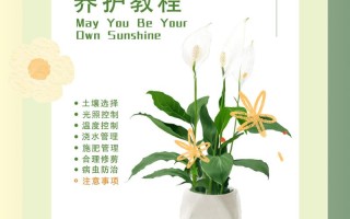 水培白掌花怎么养才茂盛？