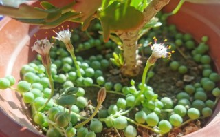 多肉佛珠开花了怎么养
