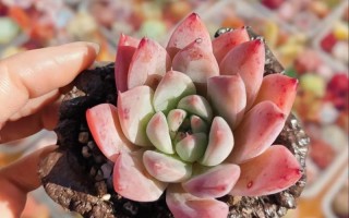 多肉多浆植物图片及名称有哪些？